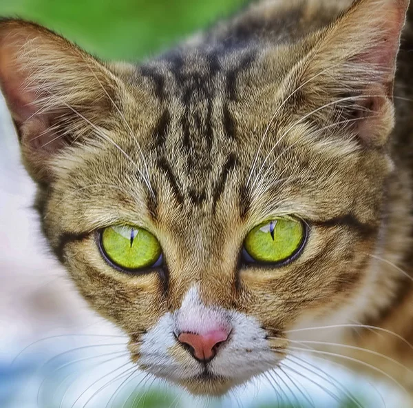 Direkter Blick Katzenaugen — Stockfoto