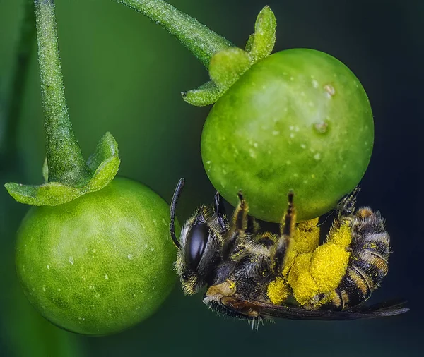 Bee Hängande Frukt Växt — Stockfoto