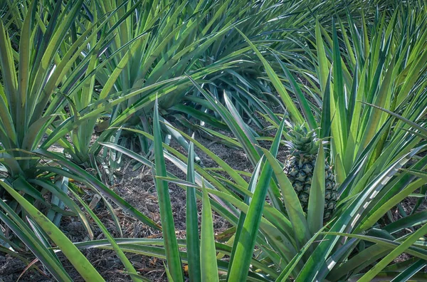 Green Thorny Pineapple Farm — Stock Photo, Image