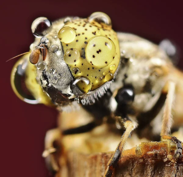 Hoverfly Böcek Baş Çekim — Stok fotoğraf