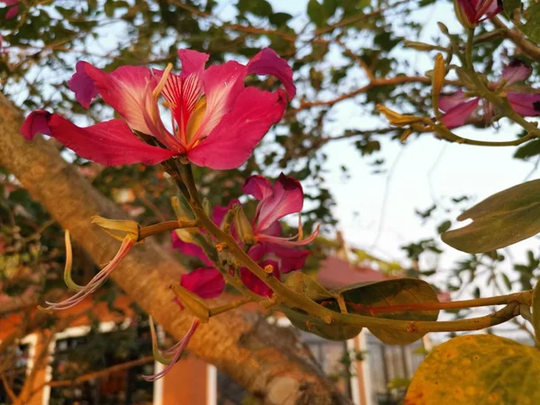 Pink Bauhinia Virágnövény — Stock Fotó