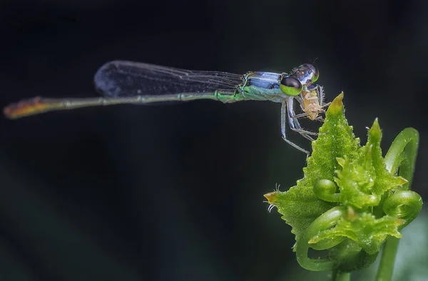 Extremo Close Com Mosca Donzela — Fotografia de Stock