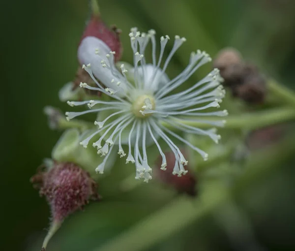 closeup of tetracera sarmentosa weed plant