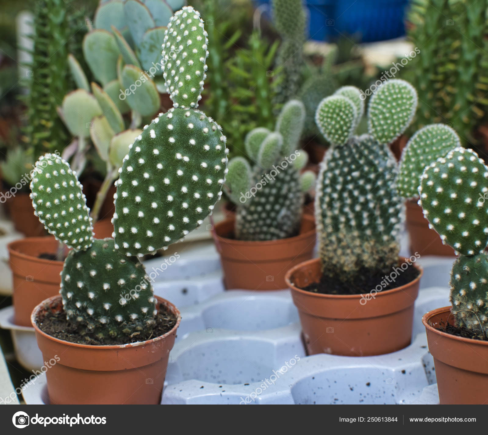 Mickey Mouse Cactus Plant Stock Photo ©sweemingyoung