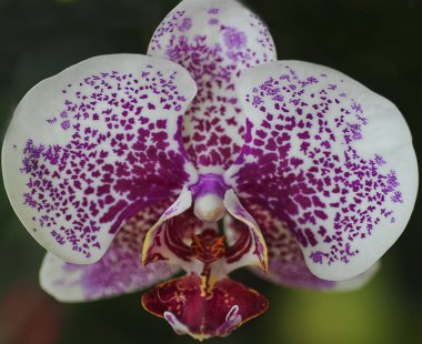 güzel beyaz menekşe orkide