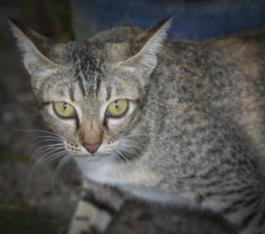 kedi veya kedinin portre headshot