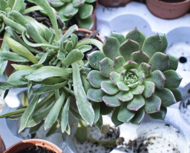  küçük houseleek sulu bitki