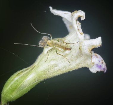 Küçük sineklerle ya da chironomidae sineğiyle yakın çekim
