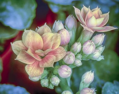Sarı rosalina kalanchoe çiçeği