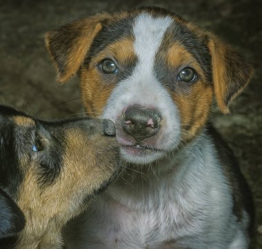 ifade ile sevimli köpek yavrusu