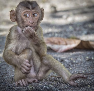 Vahşi rhesus makak maymunu