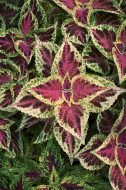 Çok renkli coleus yaprağı bitkisi