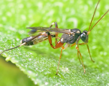 Sawfly yakın çekim