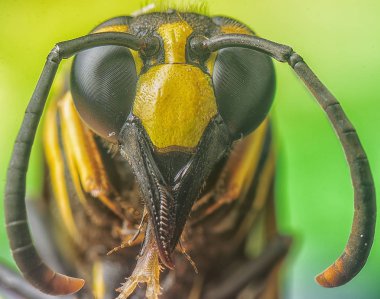 Asya kağıt wasp baş çekim