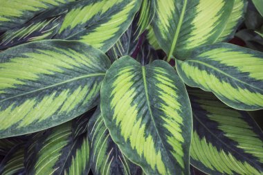 Calathea Güzel yaprak bitki