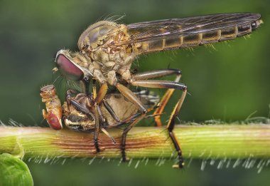 robberfly ile yakın çekim 