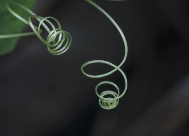 bitki tendrils yakın çekim