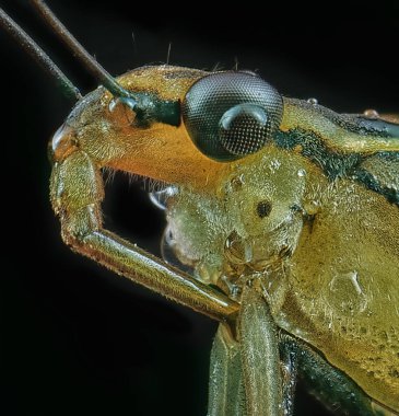 su strider veya patenci böcek aşırı closeup çekim