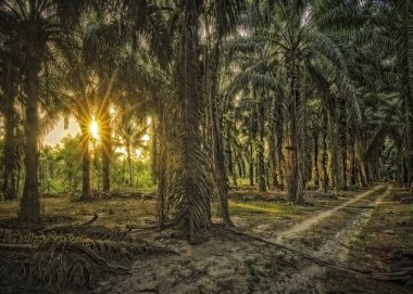 Petrol palmiye alanında gün batımı ışınlama.