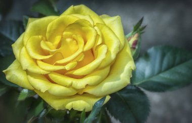 çeşitli çok renkli küçük gül