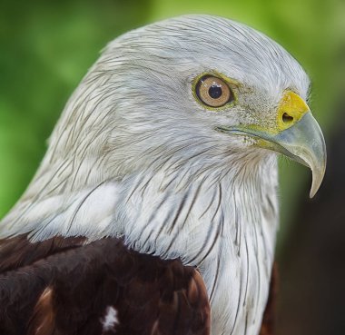 Kartal ile yakından.