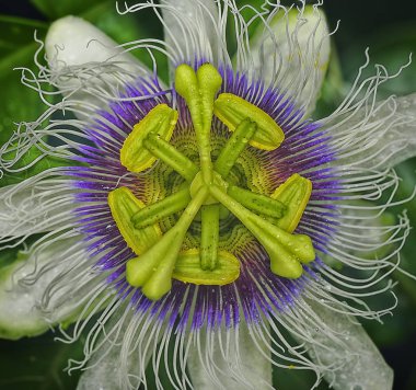 Passiflora foetida çalı tutku bitki.