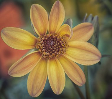 renkli dahlia veya papatya çiçek çeşitleri.