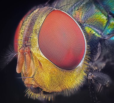 Housefly ile aşırı closeup