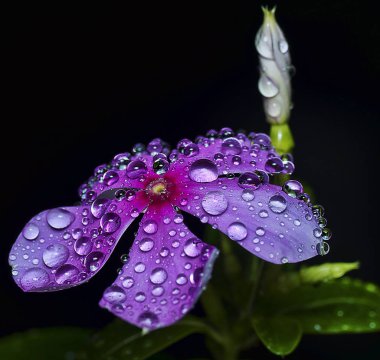 Makro katharantus roseus