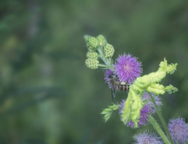 Bal arı ve mimosaceae çiçek