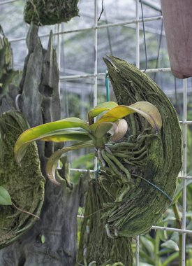 Tüm Orkide bitkiler hakkında