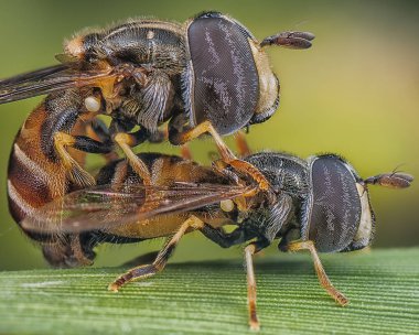 büyük başlı sineklerin makro çekim