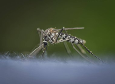 closeup shot of the mosquito clipart