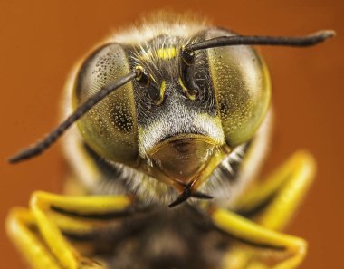 kum wasp yakın çekim