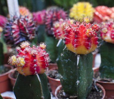 yakut topu kaktüs bitkiler