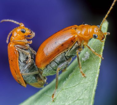 Aulacophora Indica meşgul çiftleşme.