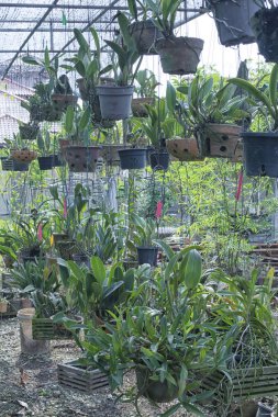 Tüm Orkide bitkiler hakkında