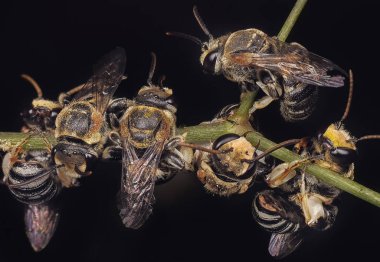 Terli arı ile yakınlaşın.