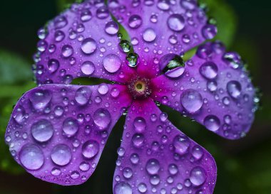 Makro katharantus roseus