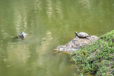 Kaplumbağa Gölü Bahçe Çince çıkışında Tapınağı Kek Lok Tong Gunung Rapat, Perak, Malezya, mağara.