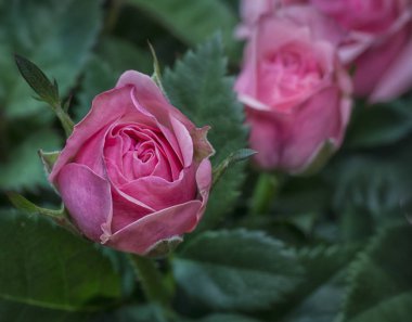 çeşitli çok renkli küçük gül