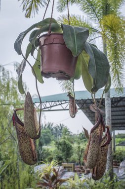 Tencerede tropikal sürahi bitki
