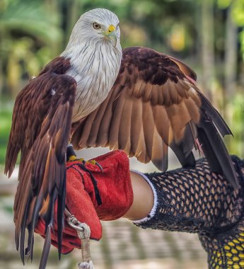 Kartal ile yakından.