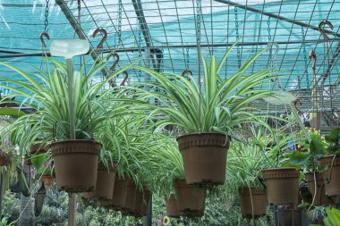 tuvalet örümcek bitki