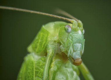 yeşil bir katydid yakın çekim