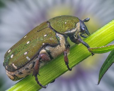 yeşil büyük chafer Bug.