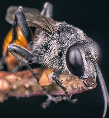 kurutulmuş otu bitkisi üzerinde kırmızı prionyx yaban arısı