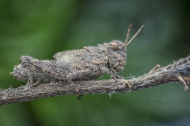 kıllı kahverengi çekirge ile yakın çekim 