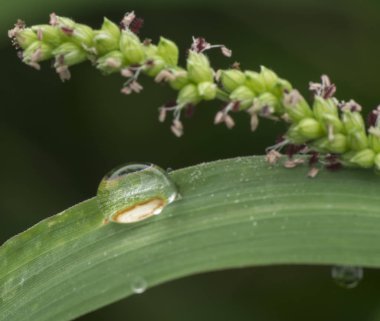 çimüzerinde sabah damlacık