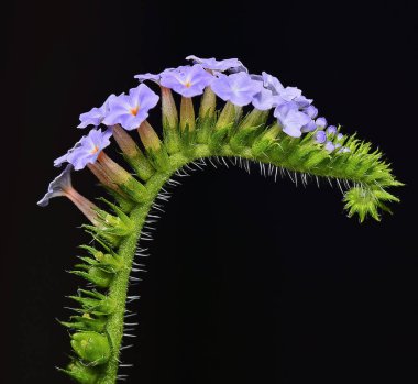 beautiful wild heliotrope indicum flower clipart